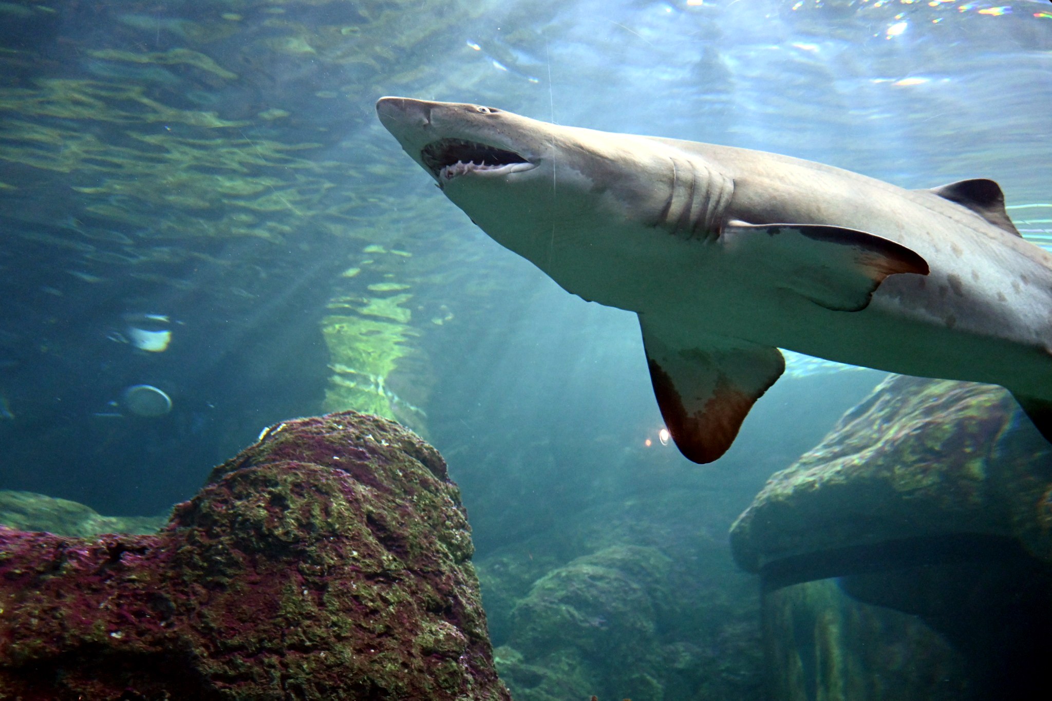 Wildlife & Aquatic photograph